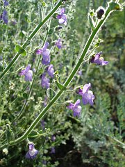 antirrhinum nuttallianum